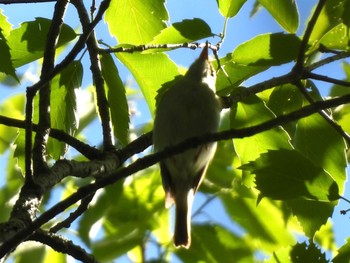 Eastern Crowned Warbler 南アルプス邑野鳥公園 Wed, 5/3/2023