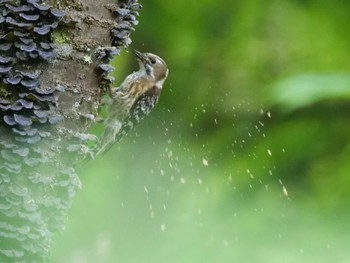 Japanese Pygmy Woodpecker Saitama Prefecture Forest Park Sun, 4/30/2023