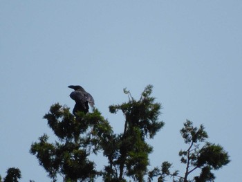 Thu, 5/4/2023 Birding report at 神代植物公園