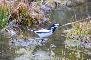 White Wagtail(alba) 白馬村 Sun, 4/30/2023