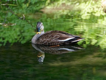 カルガモ 横浜市立金沢自然公園 2023年5月4日(木)