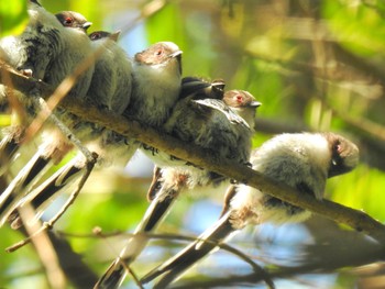 エナガ 東京港野鳥公園 2023年5月3日(水)