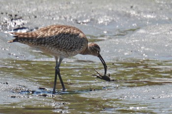 2023年5月4日(木) 六郷橋緑地の野鳥観察記録