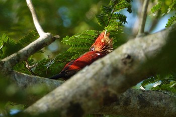 シマベニアオゲラ シンガポール植物園 2023年3月14日(火)