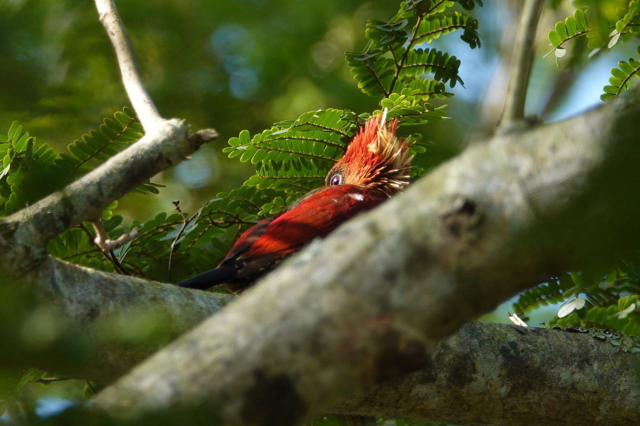 Banded Woodpecker