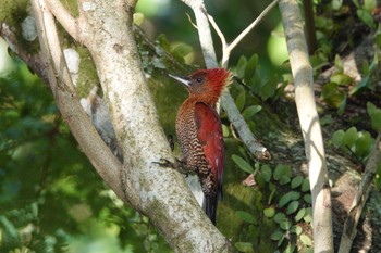 シマベニアオゲラ シンガポール植物園 2023年3月14日(火)