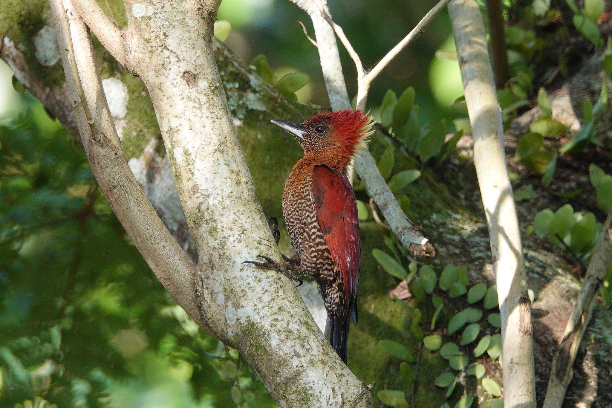 Banded Woodpecker