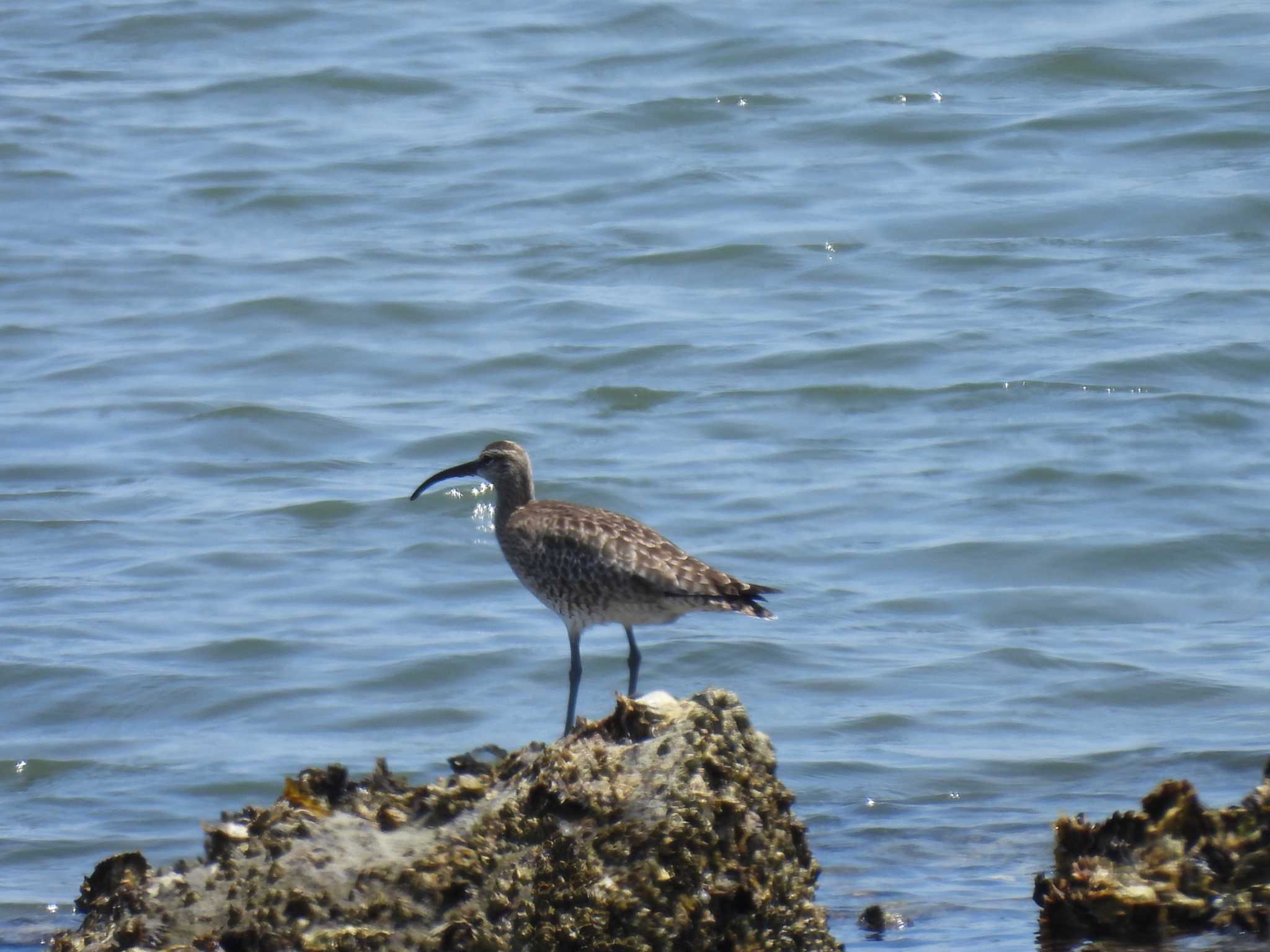 Photo of Eurasian Whimbrel at 雲出川河口 by aquilla