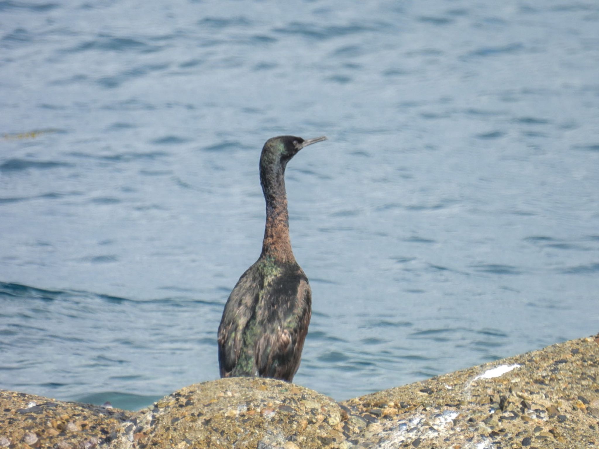 Photo of Pelagic Cormorant at Awashima Island by ぽちゃっこ