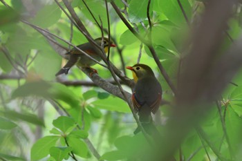 Red-billed Leiothrix Arima Fuji Park Thu, 5/4/2023