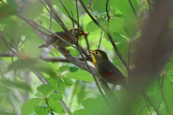 Red-billed Leiothrix Arima Fuji Park Thu, 5/4/2023