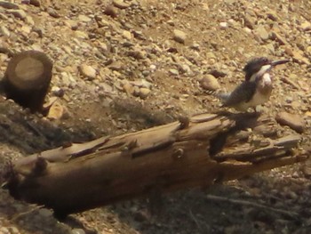 2023年5月4日(木) 早戸川林道の野鳥観察記録