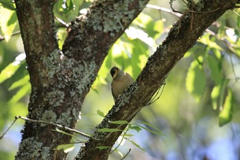 2018年6月16日(土) 修法ヶ原池の野鳥観察記録