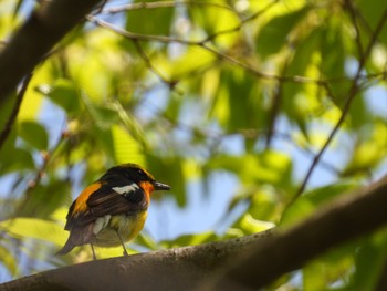 2023年5月4日(木) 吐竜の滝の野鳥観察記録