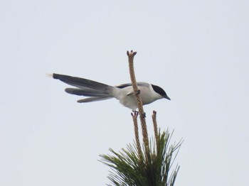 Azure-winged Magpie 河北潟付近 Sun, 4/30/2023