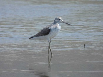 Thu, 5/4/2023 Birding report at 六郷橋緑地