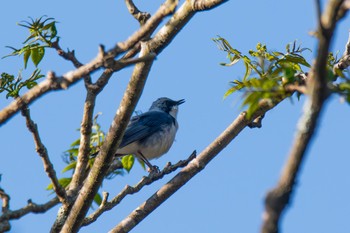 Siberian Blue Robin Unknown Spots Wed, 5/3/2023