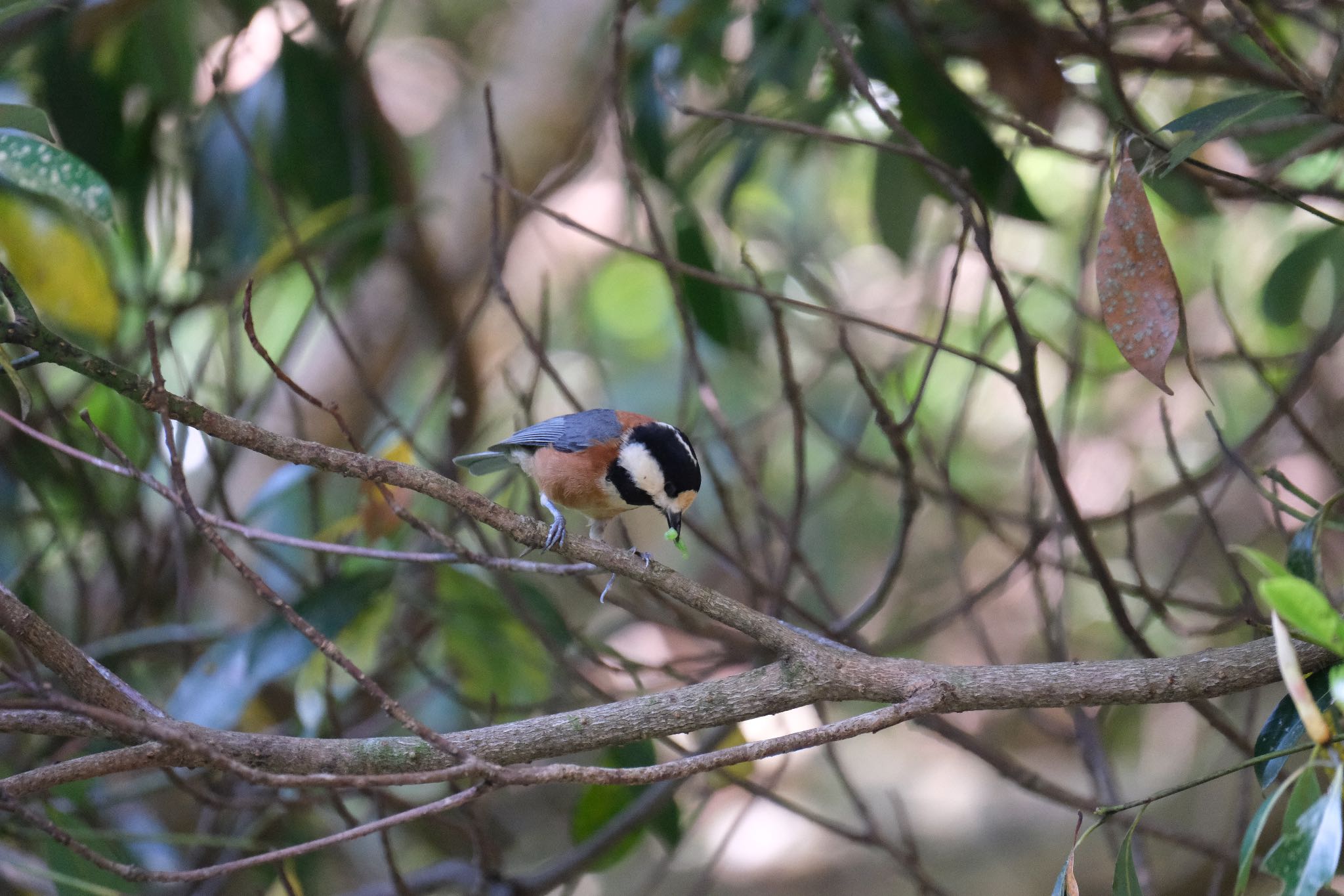 Photo of Varied Tit at 愛鷹広域公園 by ポン介