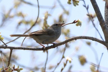 ウグイス ひるがの高原(蛭ヶ野高原) 2023年5月4日(木)