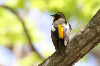 Thu, 5/4/2023 Birding report at ひるがの高原(蛭ヶ野高原)