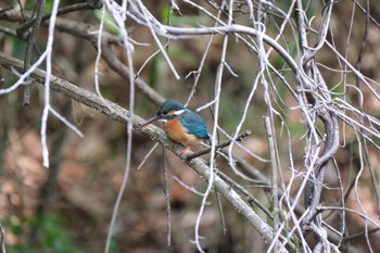 Thu, 5/4/2023 Birding report at 愛鷹広域公園