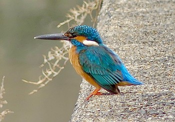 2023年5月3日(水) 谷津干潟の野鳥観察記録