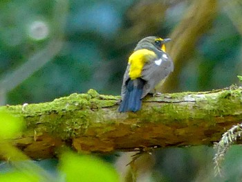 2023年5月4日(木) 八王子城跡の野鳥観察記録