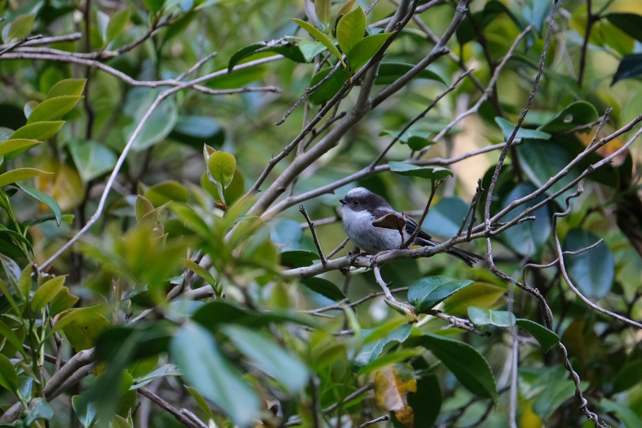 Long-tailed Tit