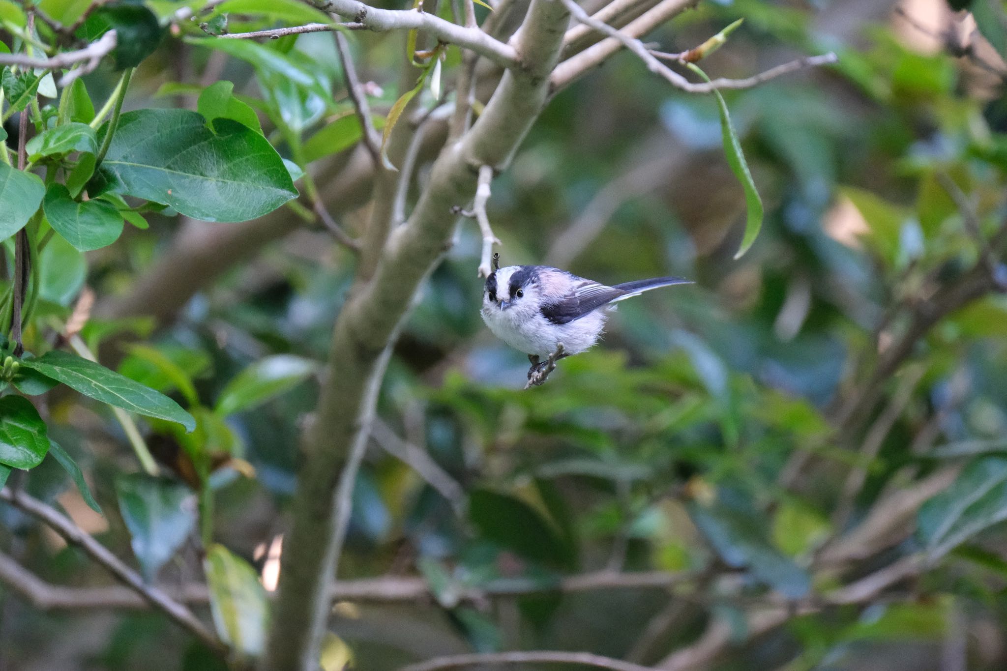 Long-tailed Tit