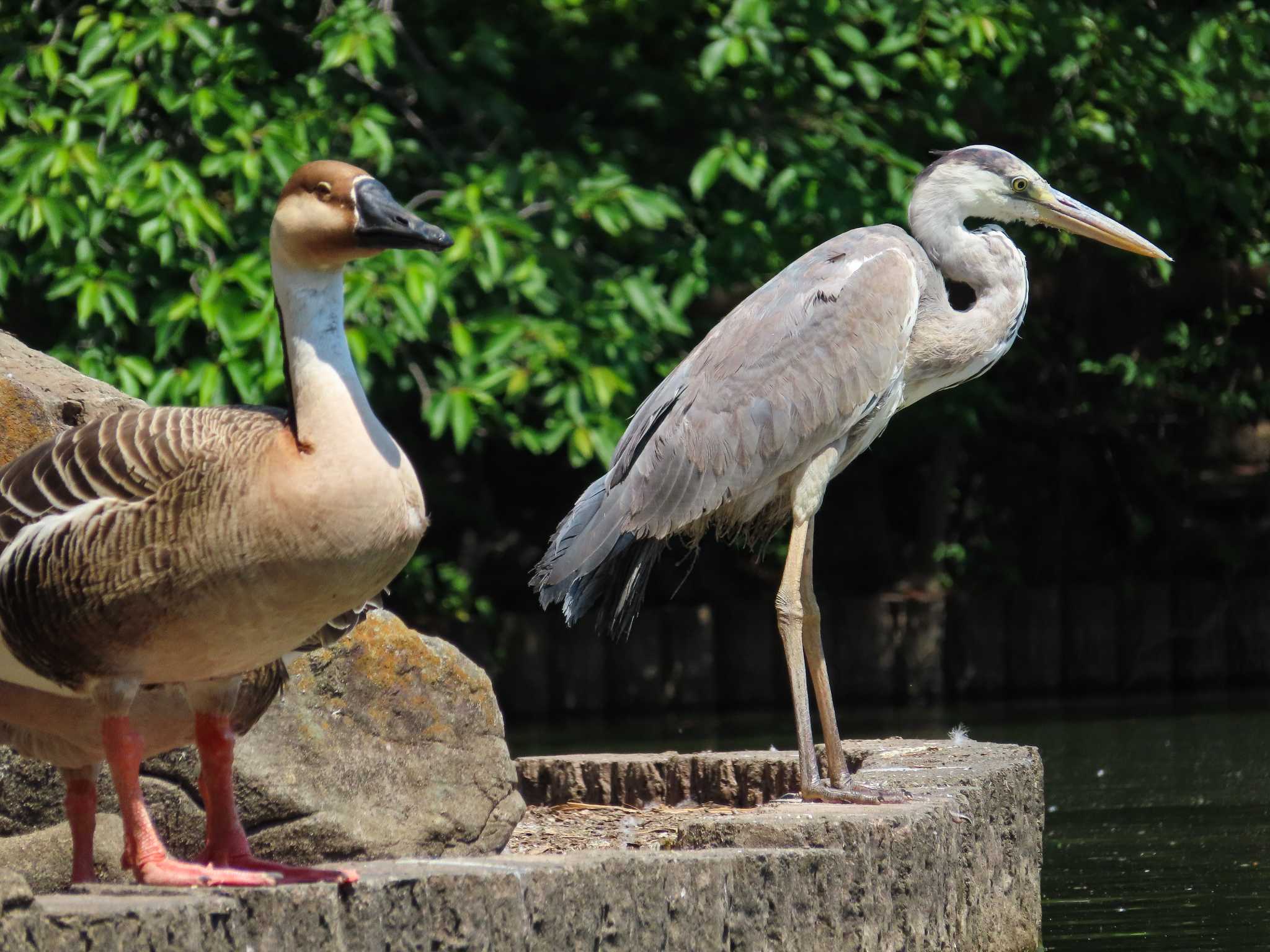 大池親水公園 アオサギの写真