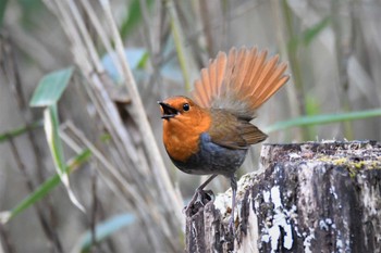 Japanese Robin 山梨県 Mon, 5/1/2023