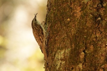 2023年5月4日(木) 柳沢峠の野鳥観察記録