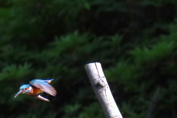 カワセミ 名城公園 2023年5月4日(木)