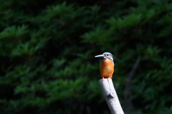 カワセミ 名城公園 2023年5月4日(木)