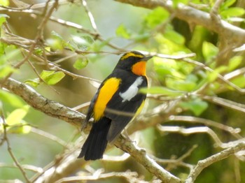 Narcissus Flycatcher 十里木高原 Mon, 5/1/2023