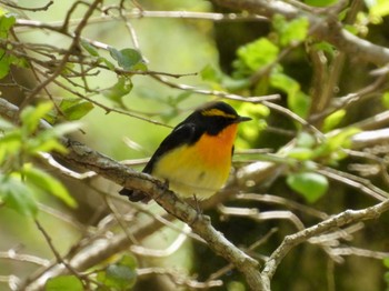 Mon, 5/1/2023 Birding report at 十里木高原