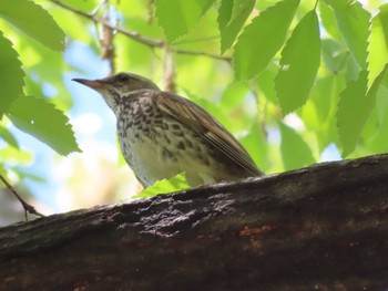 2023年4月16日(日) 野川公園の野鳥観察記録