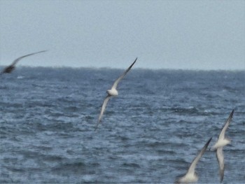 Sat, 4/29/2023 Birding report at 相模川河口