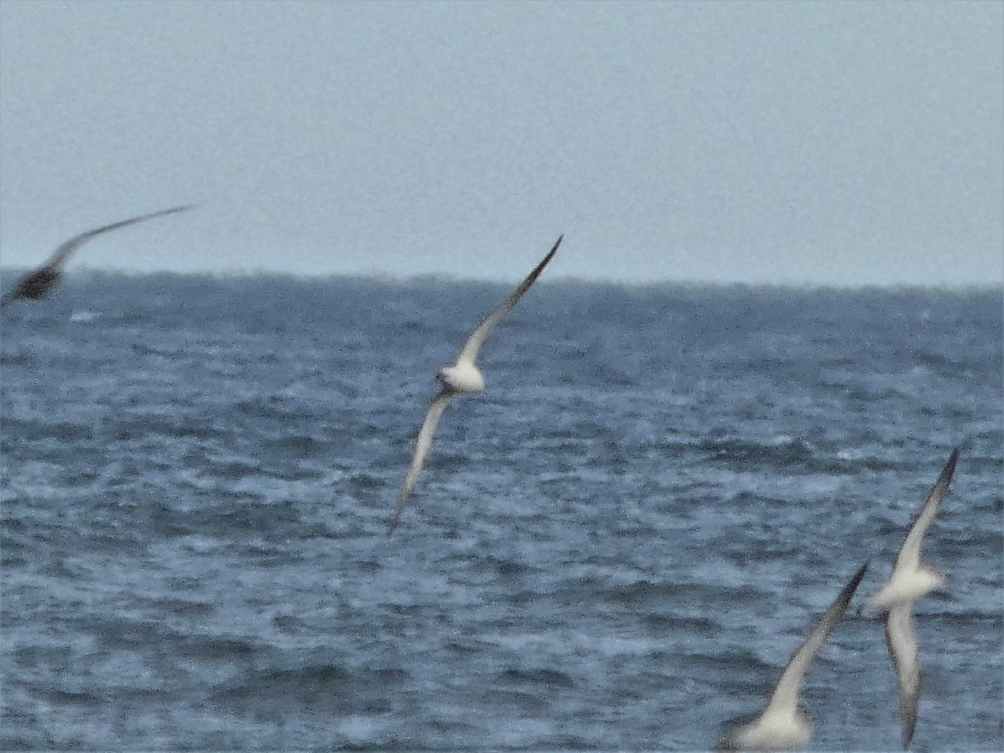 Streaked Shearwater