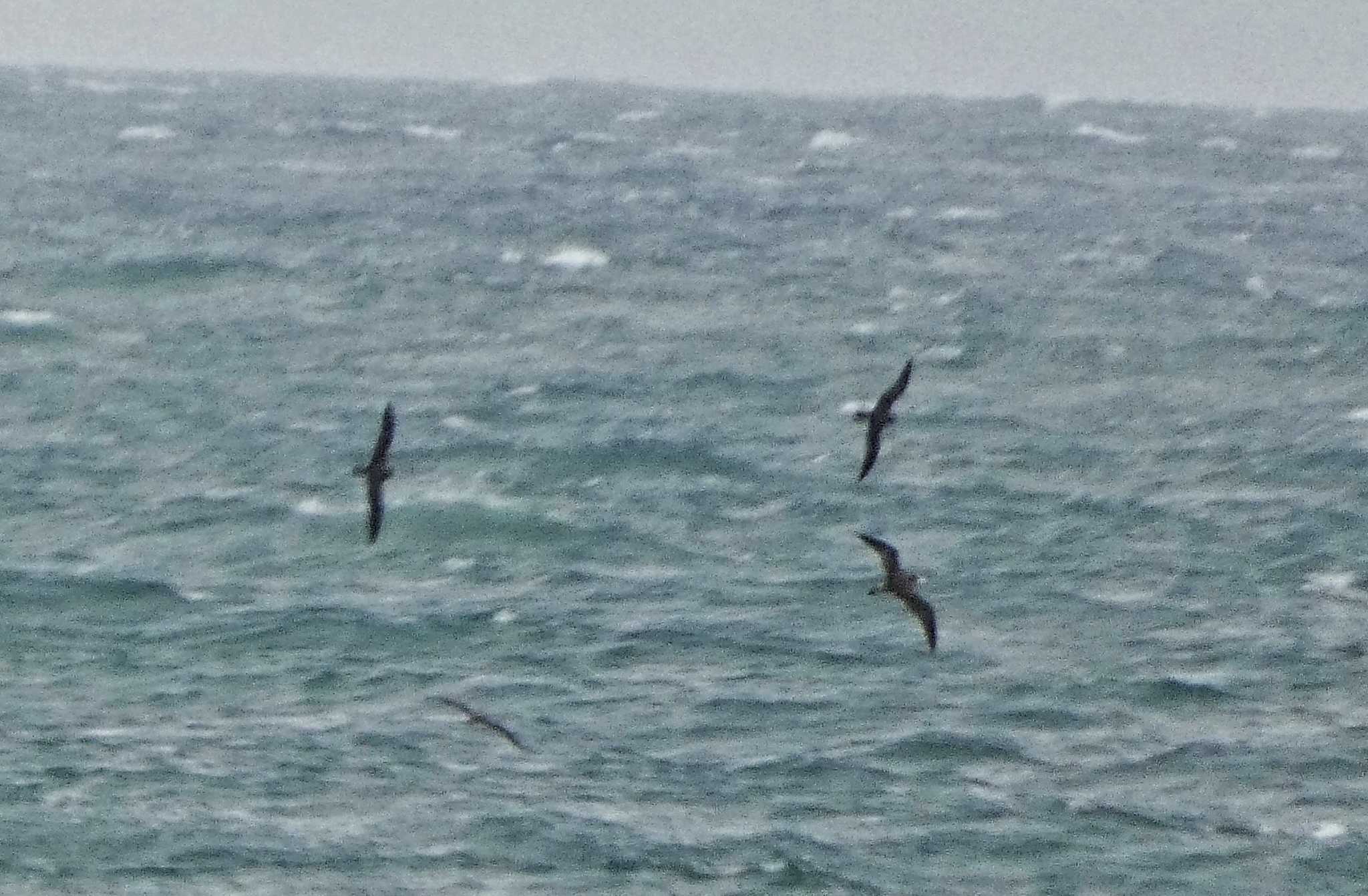 Streaked Shearwater