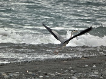 Sat, 4/29/2023 Birding report at 酒匂川河口