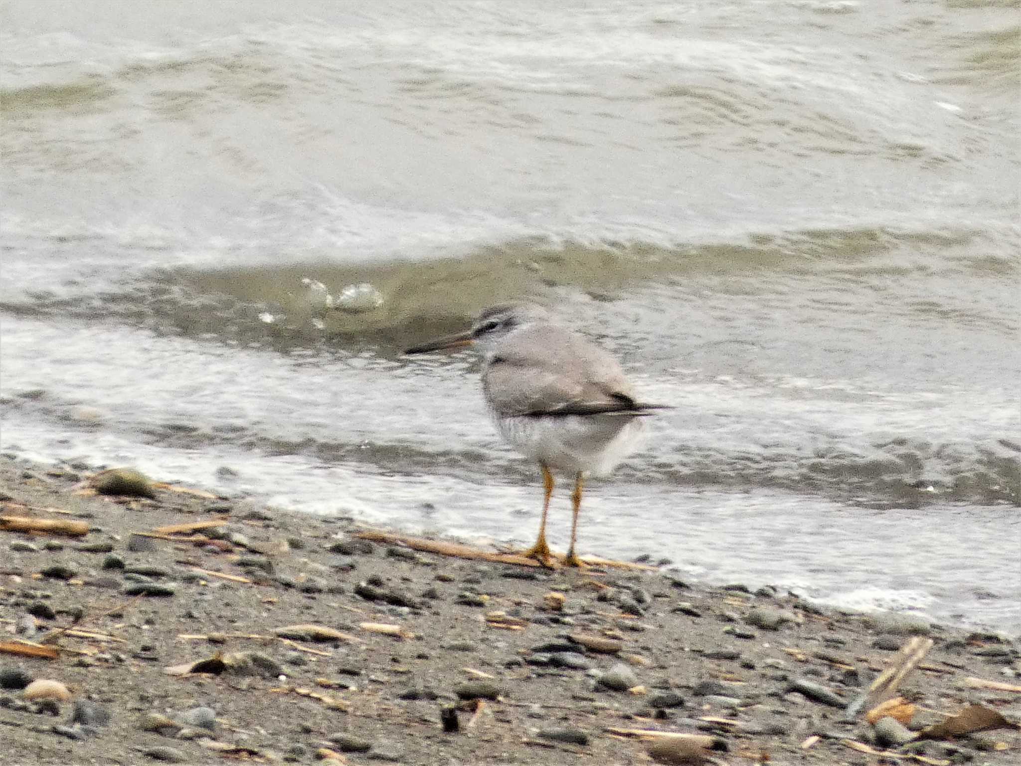 Grey-tailed Tattler