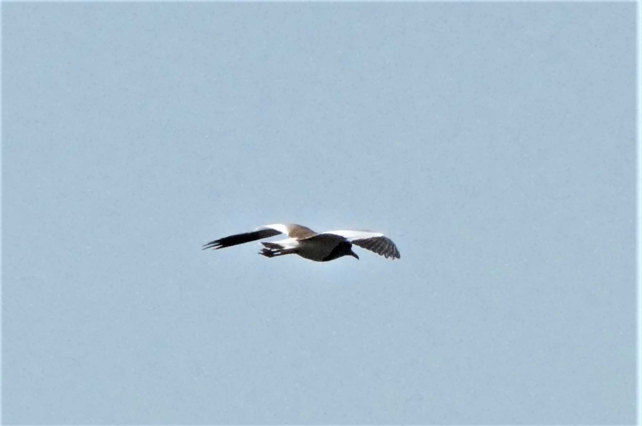 Grey-headed Lapwing