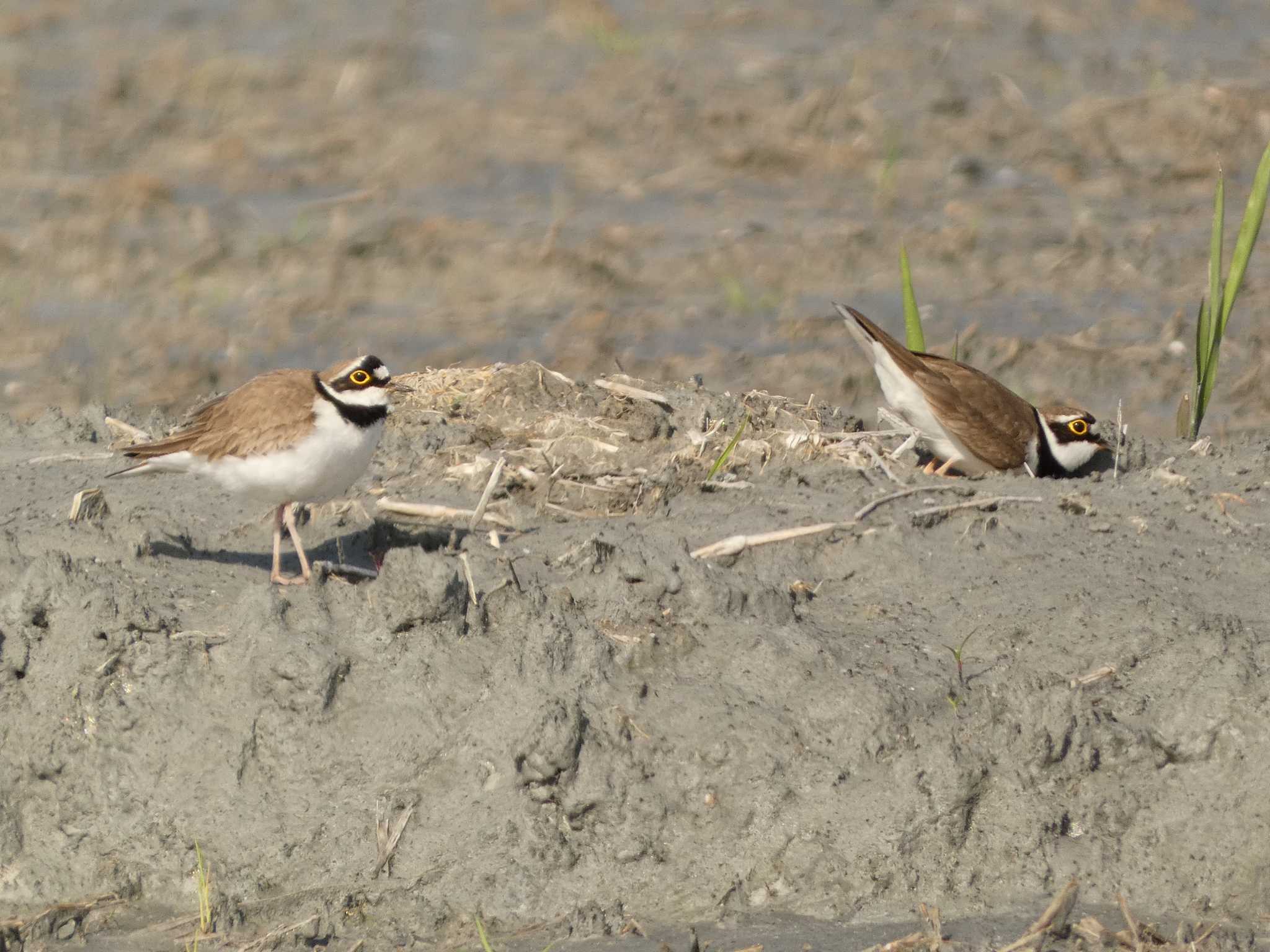 Little Ringed Plover