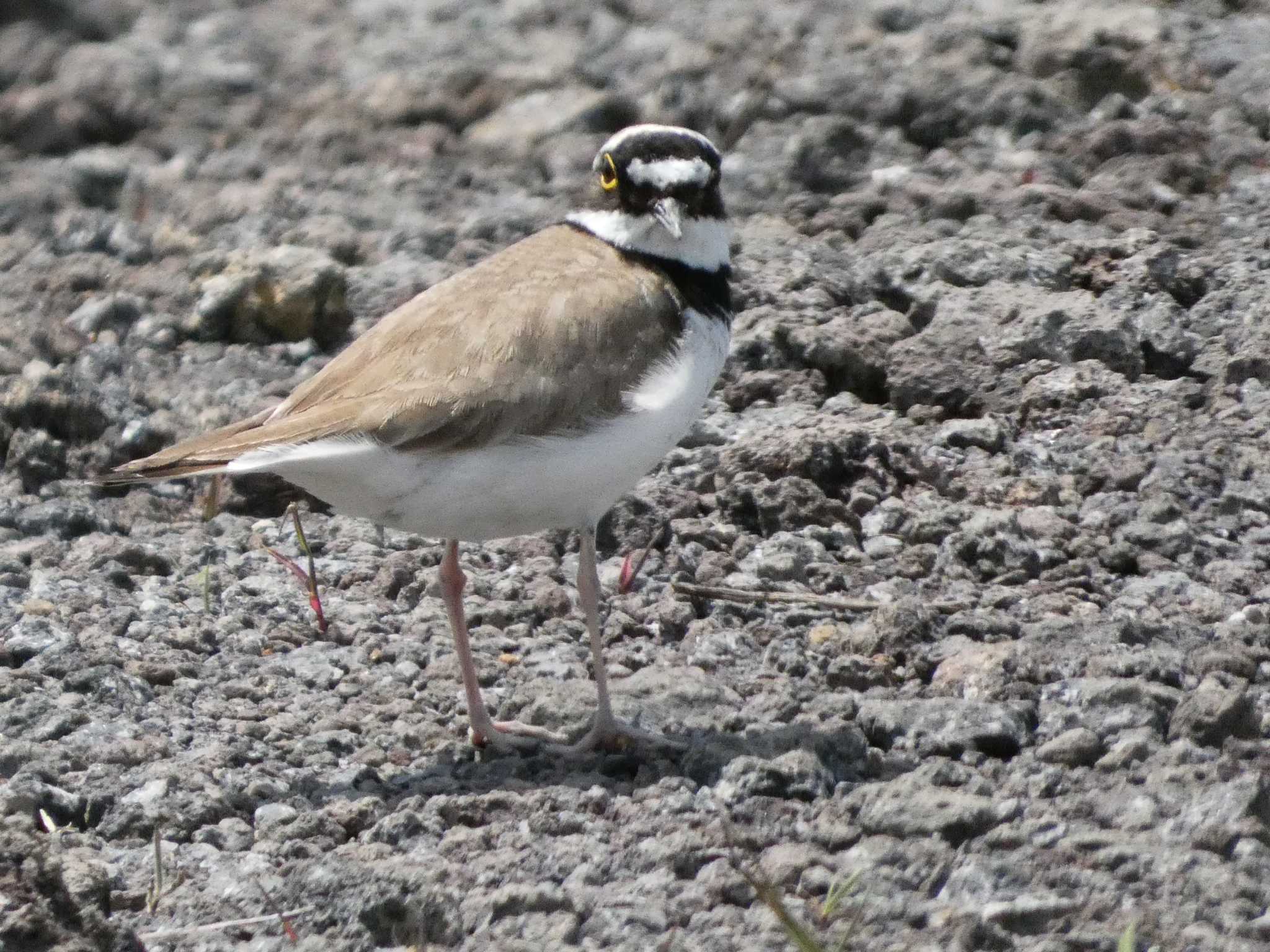 Little Ringed Plover