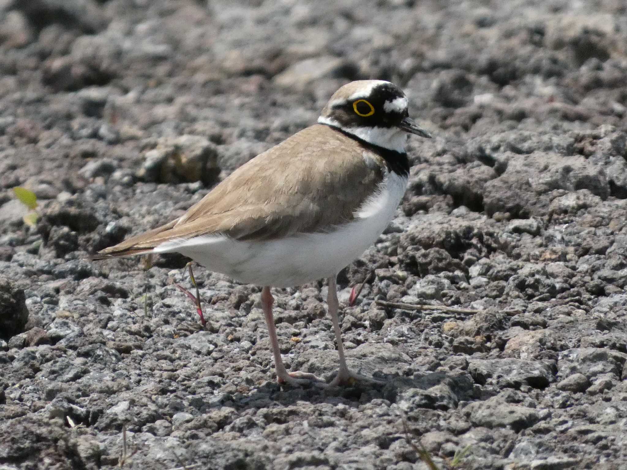 Little Ringed Plover