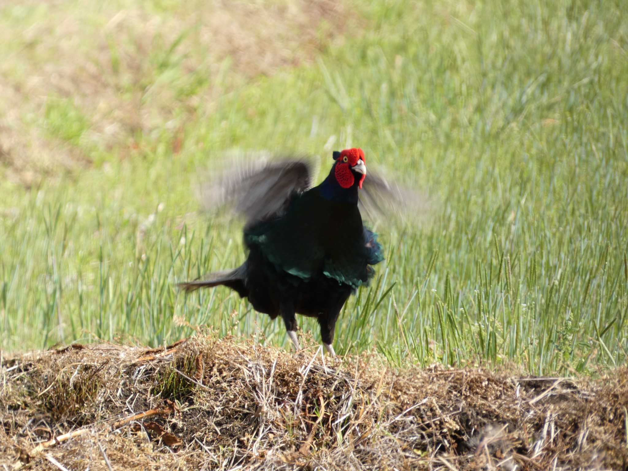 Photo of Green Pheasant at 浮島ヶ原自然公園 by koshi