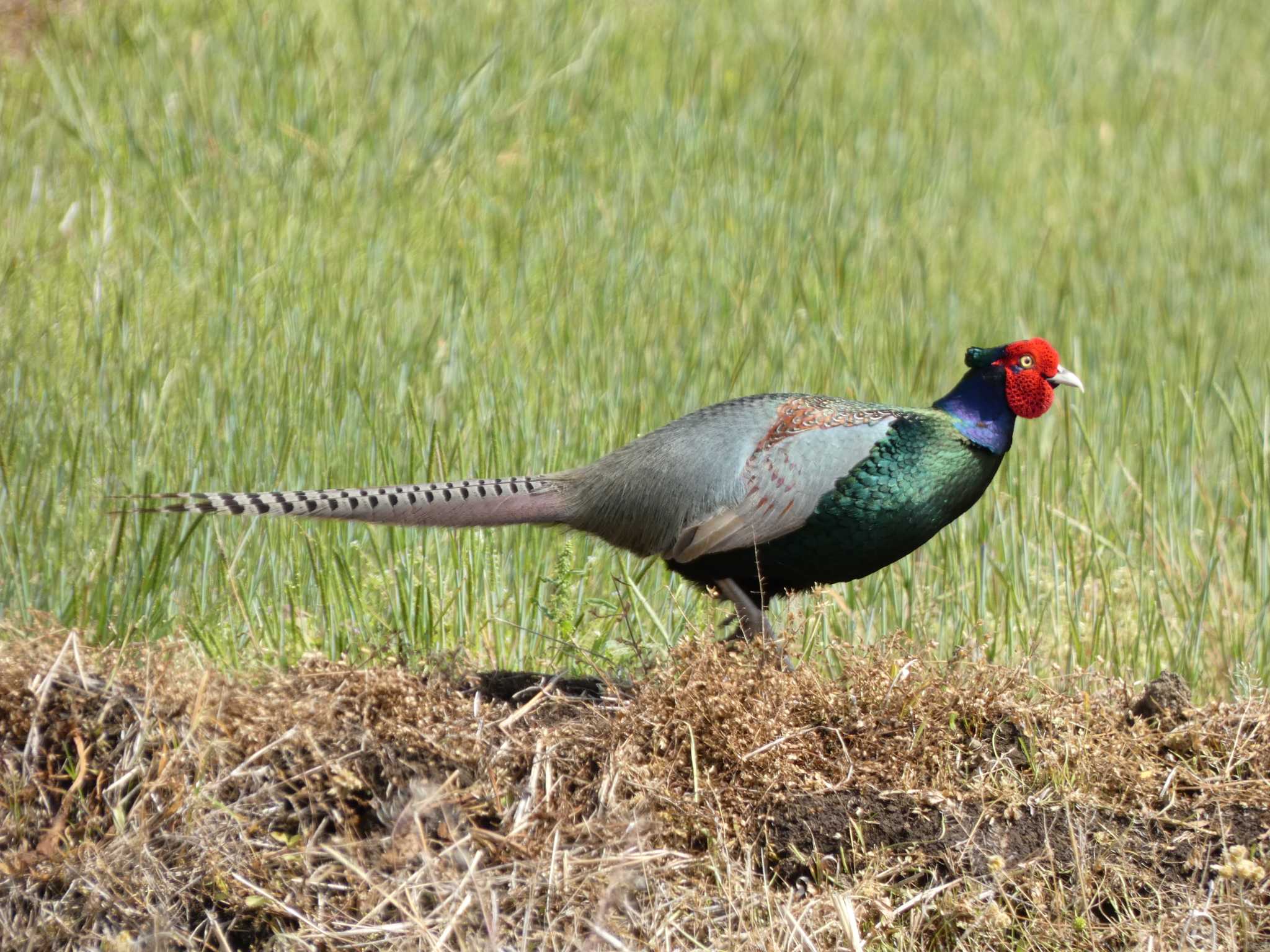 Green Pheasant