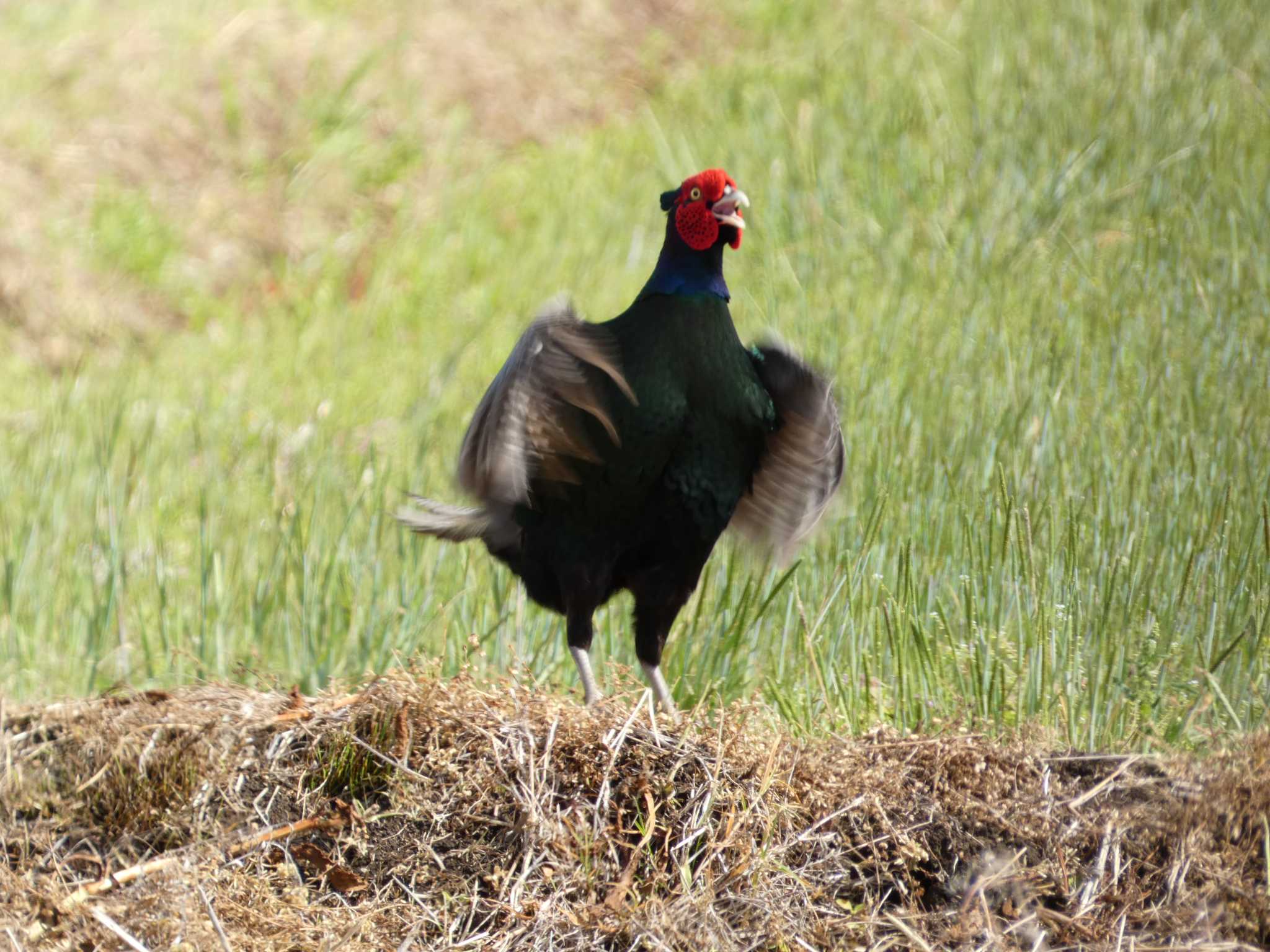 Photo of Green Pheasant at 浮島ヶ原自然公園 by koshi