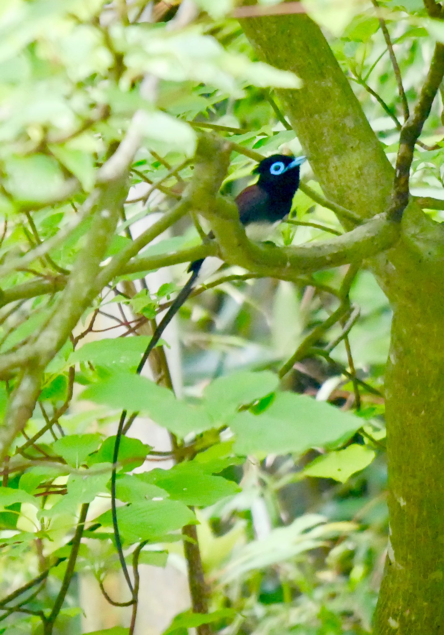 Photo of Black Paradise Flycatcher at 熊本県阿蘇市 by mitsuaki kuraoka